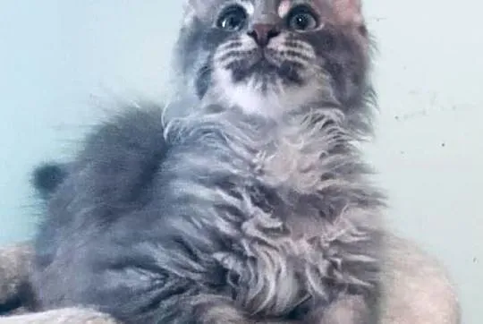 Maine Coon - kocurek po imporcie !, Dolnośląskie, Wińsko