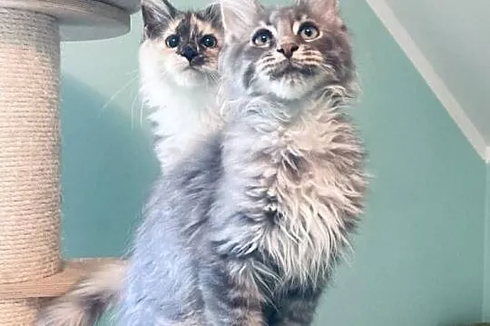 Maine Coon - kocurek po imporcie !, Dolnośląskie, Wińsko