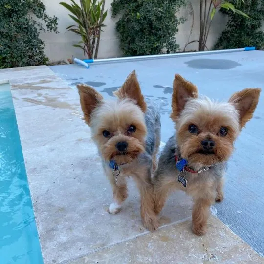 Młode, zdrowe szczenięta Yorkshire Terrier są już gotowe na nowe domy.