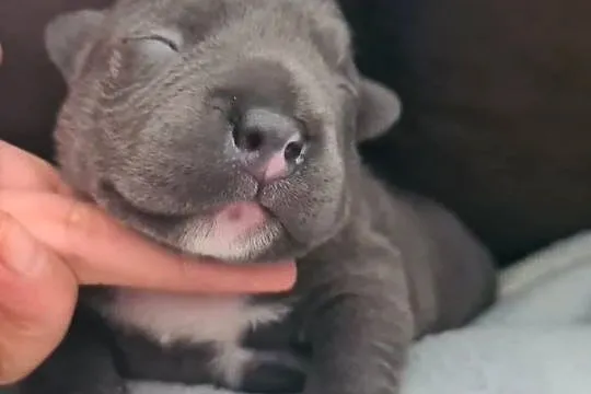 American Bully Pocket Abkc
