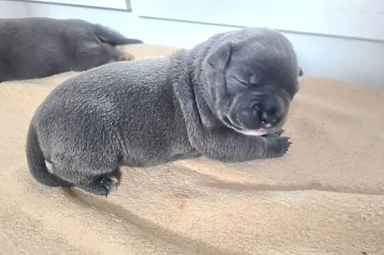 American Bully Pocket Abkc, Wielkopolskie, Okonek