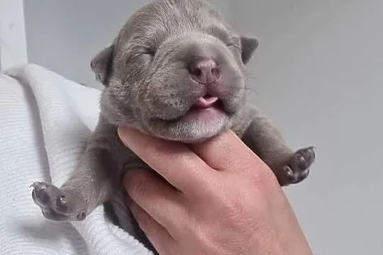 American Bully Pocket Abkc, Wielkopolskie, Okonek