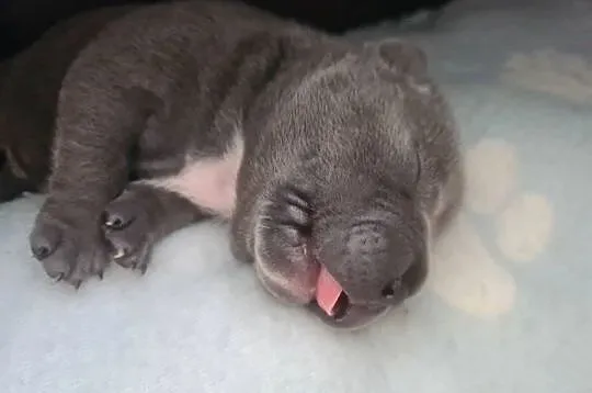 American Bully Pocket Abkc, Wielkopolskie, Okonek