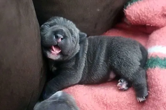 American Bully Pocket Abkc, Wielkopolskie, Okonek