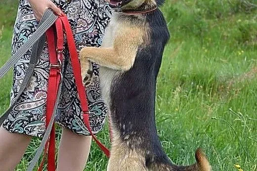 Szukamy dobrego domku dla około rocznej Soni!!!!, 