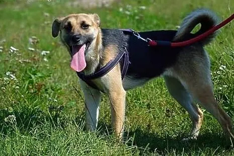 Szukamy dobrego domku dla około rocznej Soni!!!!, 