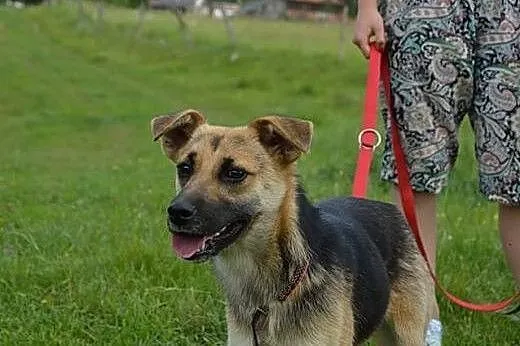 Szukamy dobrego domku dla około rocznej Soni!!!!, 