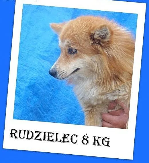 8 kg,mały,spokojny,długowłosy piesek RUDZIELEC.Ado