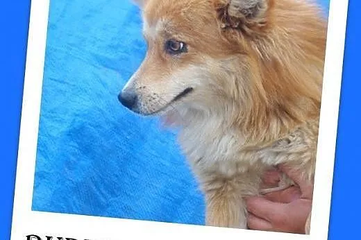 8 kg,mały,spokojny,długowłosy piesek RUDZIELEC.Adopcja, śląskie Katowice