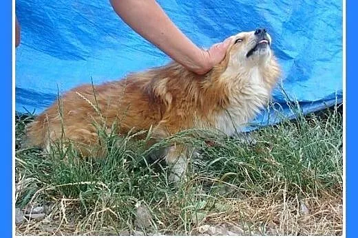 8 kg,mały,spokojny,długowłosy piesek RUDZIELEC.Ado