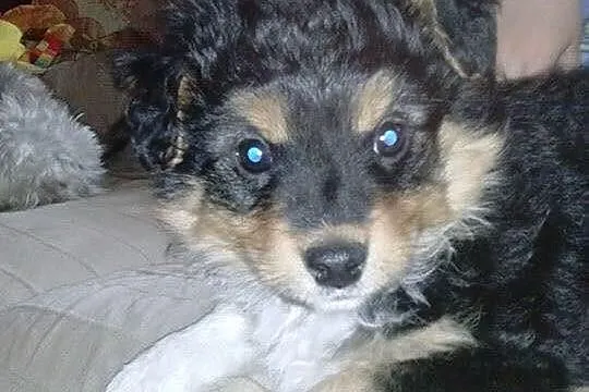 Szczeniaczek do adopcji