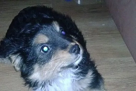 Szczeniaczek do adopcji