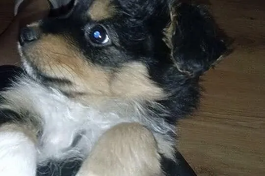 Szczeniaczek do adopcji