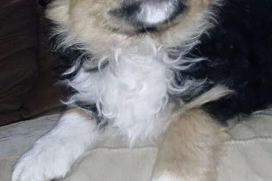 Szczeniaczek do adopcji