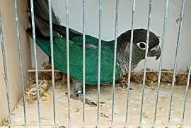 Mnichy nizinne, rudosterki czerwonobrzuche, rudosterki zielonolice turkus