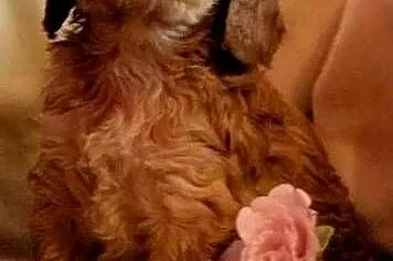 Cockapoo F1 suczki  Spaniel & Pudel