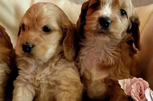 Cockapoo F1 suczki  Spaniel & Pudel, Kujawsko-pomorskie, Toruń