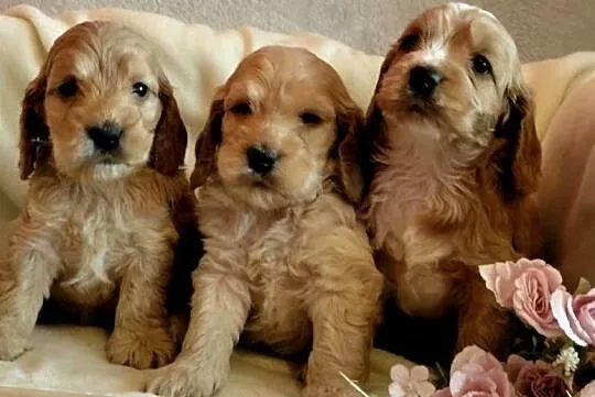 Cockapoo F1 suczki  Spaniel & Pudel, Kujawsko-pomorskie, Toruń