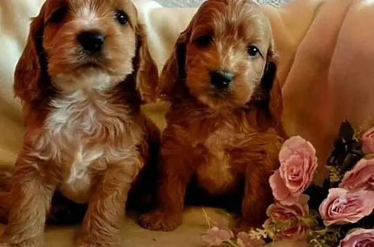 Cockapoo F1 suczki  Spaniel & Pudel, Kujawsko-pomorskie, Toruń