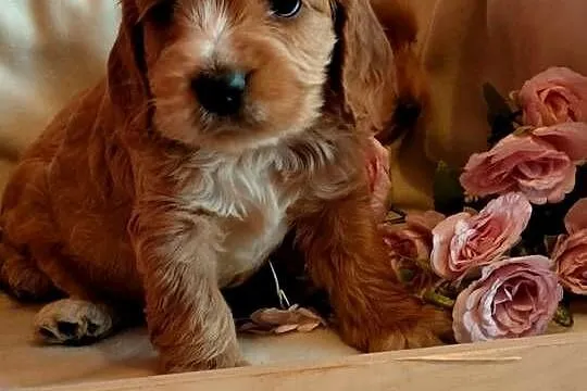 Cockapoo F1 suczki  Spaniel & Pudel, Kujawsko-pomorskie, Toruń