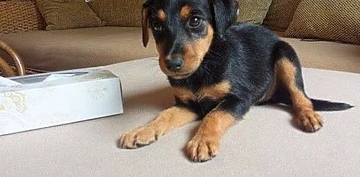 Fruzia - kundelkowa księżniczka do adopcji , mazo