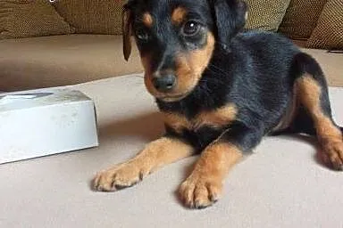 Fruzia - kundelkowa księżniczka do adopcji ,  mazo