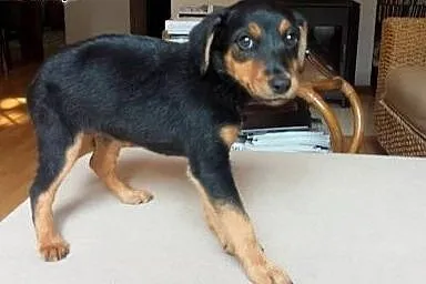Fruzia - kundelkowa księżniczka do adopcji ,  mazo