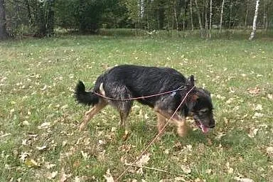 2 letni Tolek. Psi ideał szuka domu!,  mazowieckie