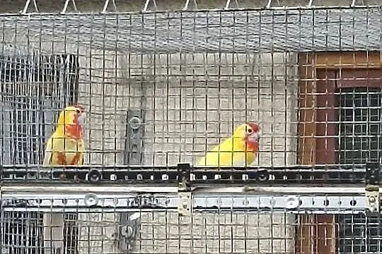 Sprzedam papugi rozelle królewskie aleksandretta modrolotki, Mazowieckie, Kobyłka