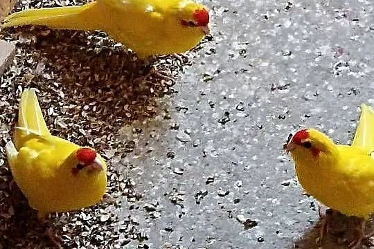 Sprzedam papugi rozelle królewskie aleksandretta modrolotki, Mazowieckie, Kobyłka