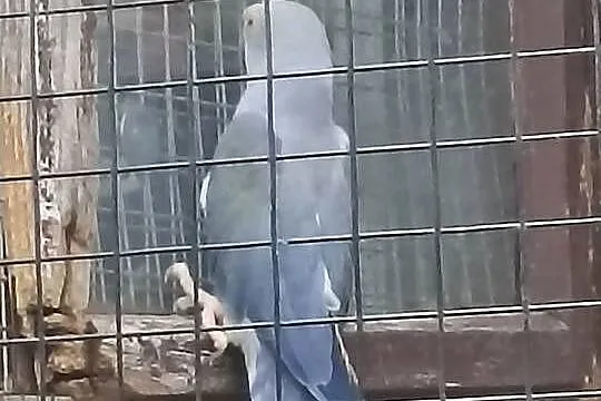 Sprzedam papugi rozelle królewskie aleksandretta modrolotki, Mazowieckie, Kobyłka