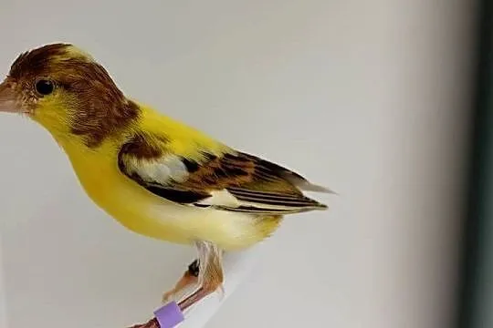Kanarki miniatura hiszpańska