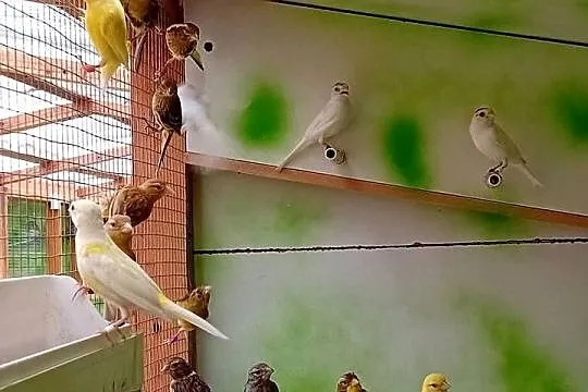 Kanarki miniatura hiszpańska, Dolnośląskie, Tomaszów Bolesławiecki