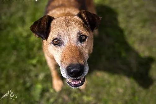 Przyjazny pies Kartoszek czeka na adopcję!,  mazow