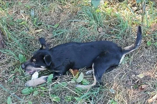 Olo - roczny, wesoły mix terriera pilnie szuka dom
