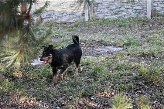 Olo - roczny, wesoły mix terriera pilnie szuka dom