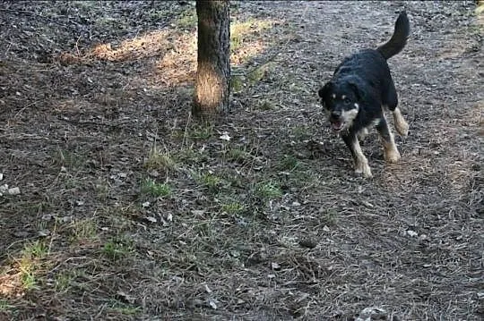 Olo - roczny, wesoły mix terriera pilnie szuka dom