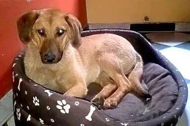 Rudzia-mix posokowca,7-8 miesiecy,adopcja!!,  świętokrzyskie Kielce