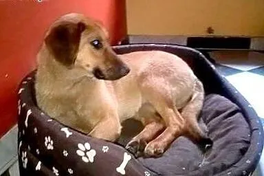 Rudzia-mix posokowca,7-8 miesiecy,adopcja!!,  świę