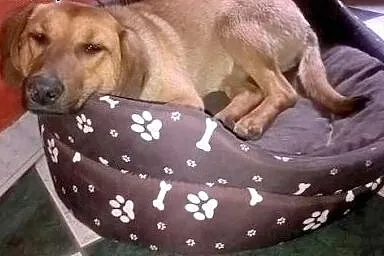 Rudzia-mix posokowca,7-8 miesiecy,adopcja!!,  świę