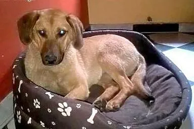 Rudzia-mix posokowca,7-8 miesiecy,adopcja!!,  świę