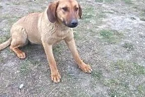 Rudzia-mix posokowca,7-8 miesiecy,adopcja!!,  świę