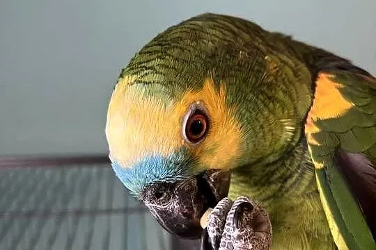 Amazonka niebieskoczelna, Pomorskie, Grabowo Kościerskie
