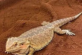 Agama brodata