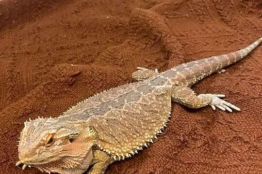Agama brodata