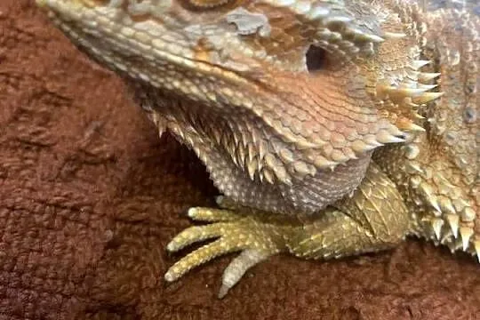 Agama brodata, Podkarpackie, Rzeszów