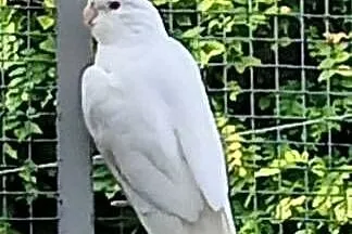 Falista pupil domowy, Wielkopolskie, Złotów