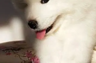 Samoyed szczeniaki