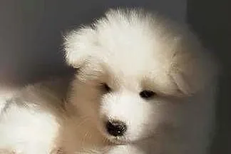 Samoyed szczeniaki, Kujawsko-pomorskie, Bydgoszcz