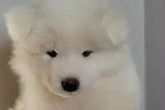 Samoyed szczeniaki, Kujawsko-pomorskie, Bydgoszcz